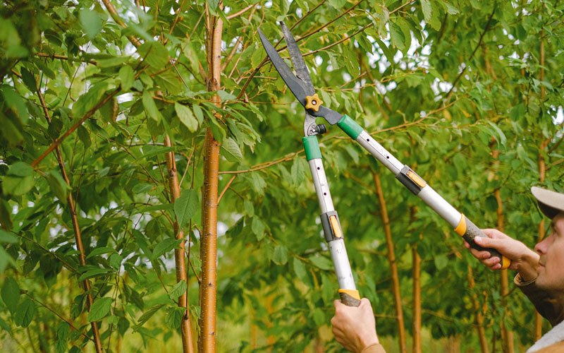 Tree trimming in Mishicot, WI
